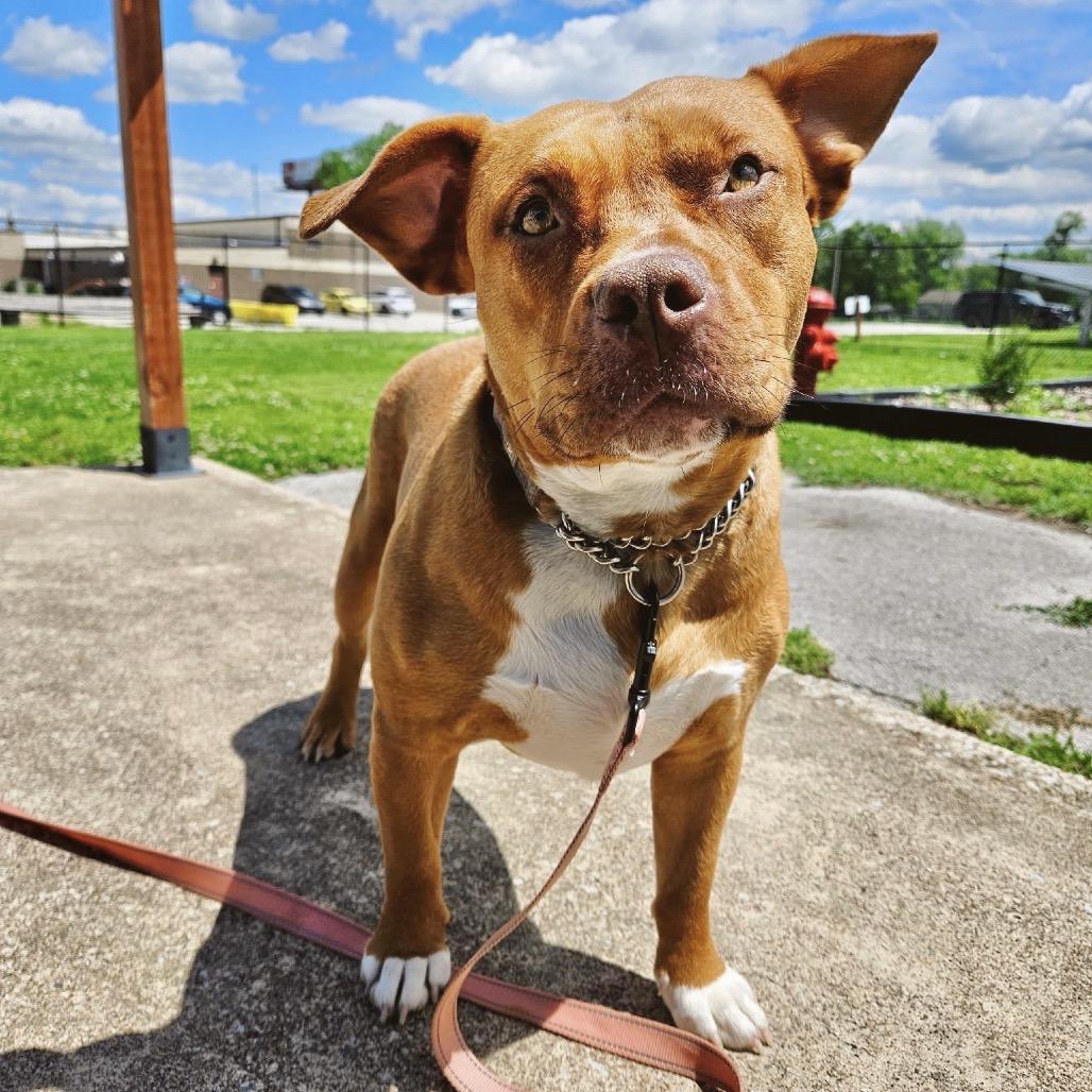 Baby Love (Sponsored), a Adoptable mixed breed in East Saint Louis, IL image 4/6