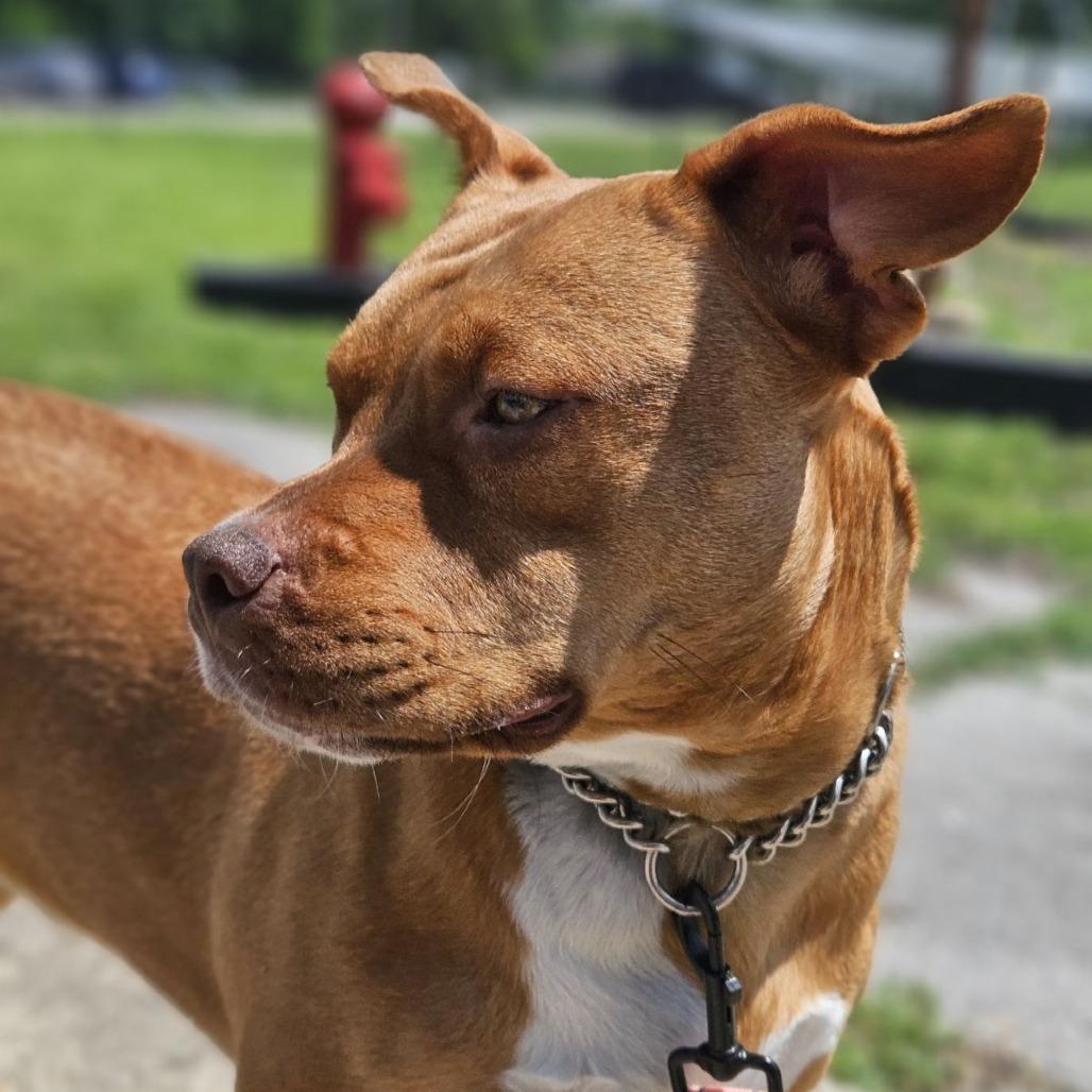 Baby Love (Sponsored), a Adoptable mixed breed in East Saint Louis, IL image 5/6