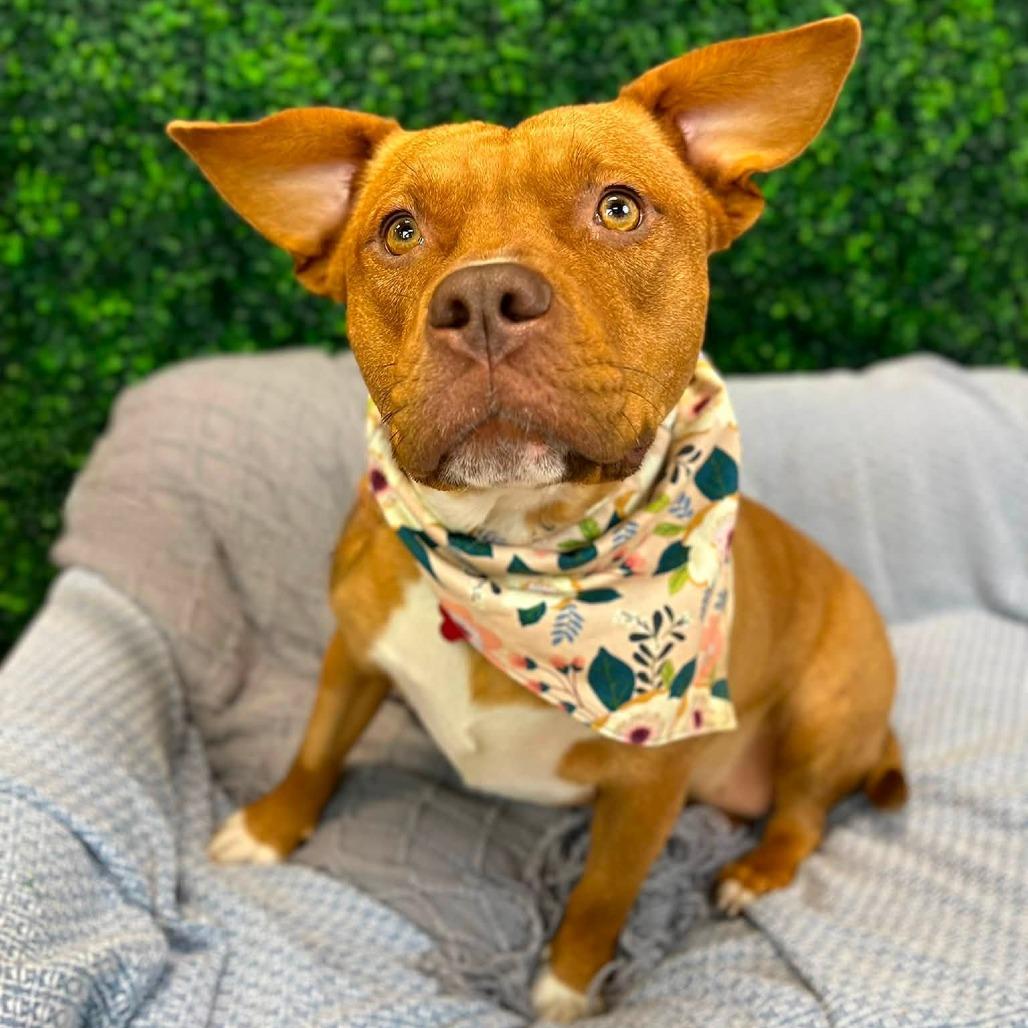 Baby Love (Sponsored), a Adoptable mixed breed in East Saint Louis, IL image 6/6