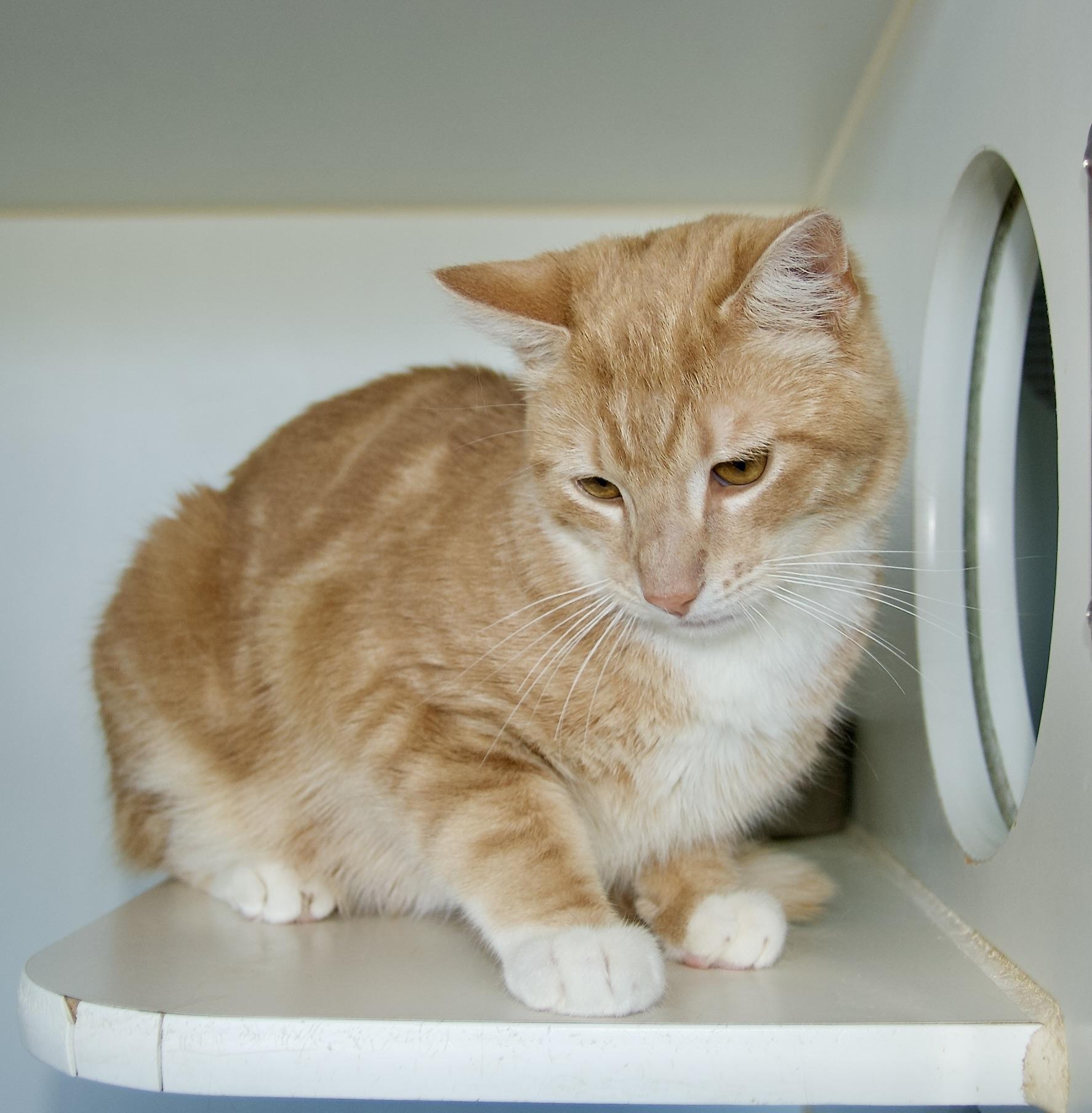 Joe Schmo Domestic Short Hair Cat