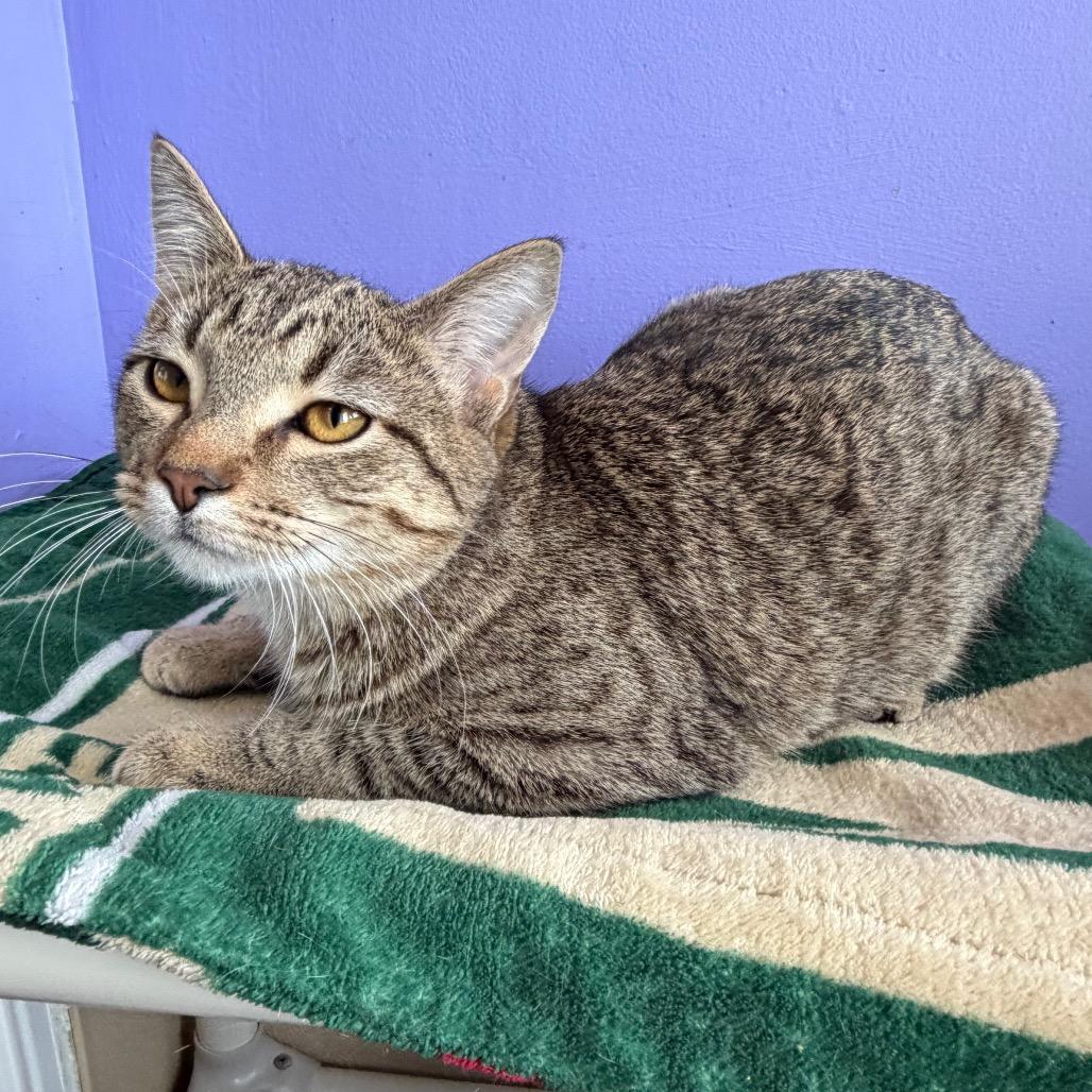 Dr. Orchid, Adoptable, Young Male Domestic Short Hair.