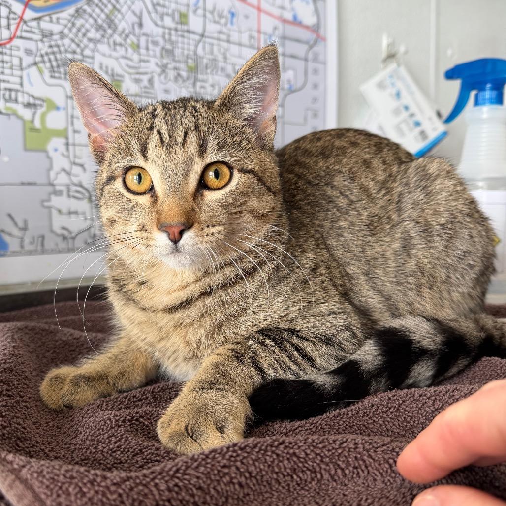 Enlarge Dr. Orchid, a Adoptable Domestic Short Hair in Mankato, MN image 2/3