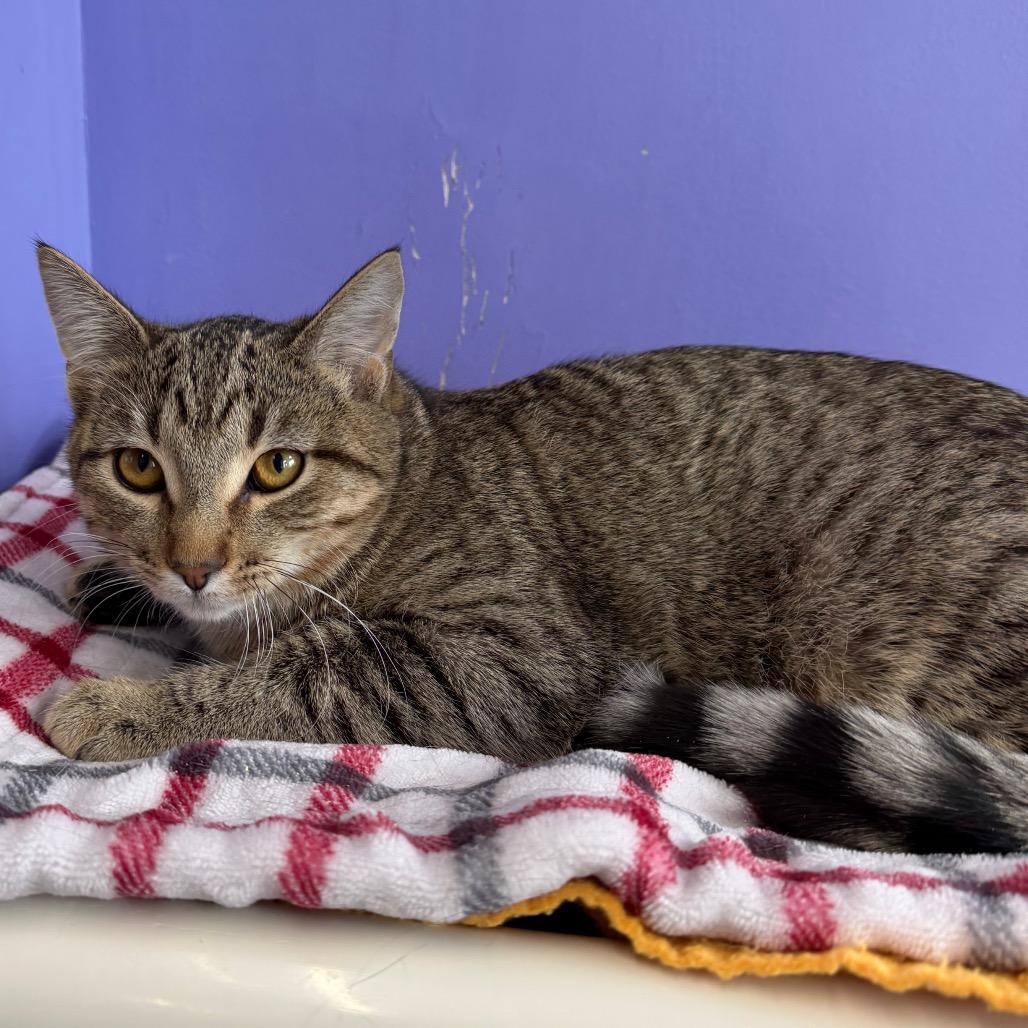 Enlarge Dr. Orchid, a Adoptable Domestic Short Hair in Mankato, MN image 3/3