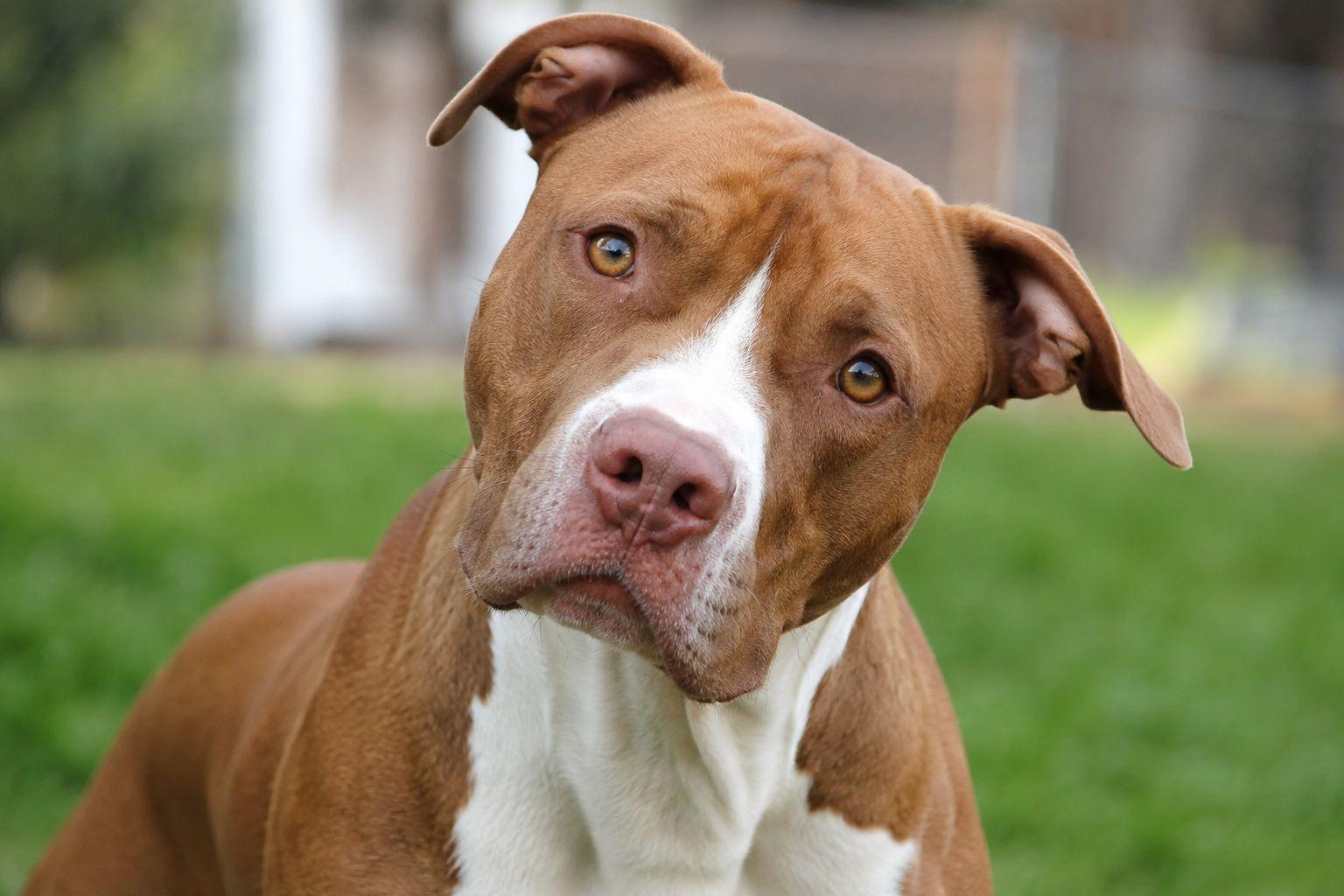 RUPERT, adopted, Young Male Pit Bull Terrier.