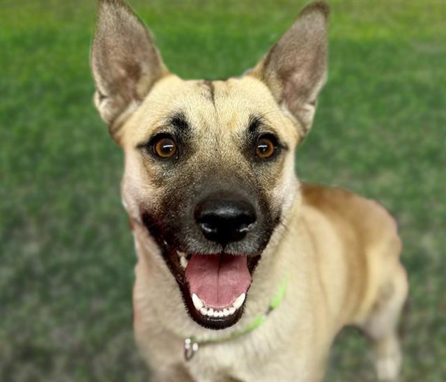 Enlarge CRESSIDA*, a Adoptable mixed breed in Tucson, AZ image 1/1