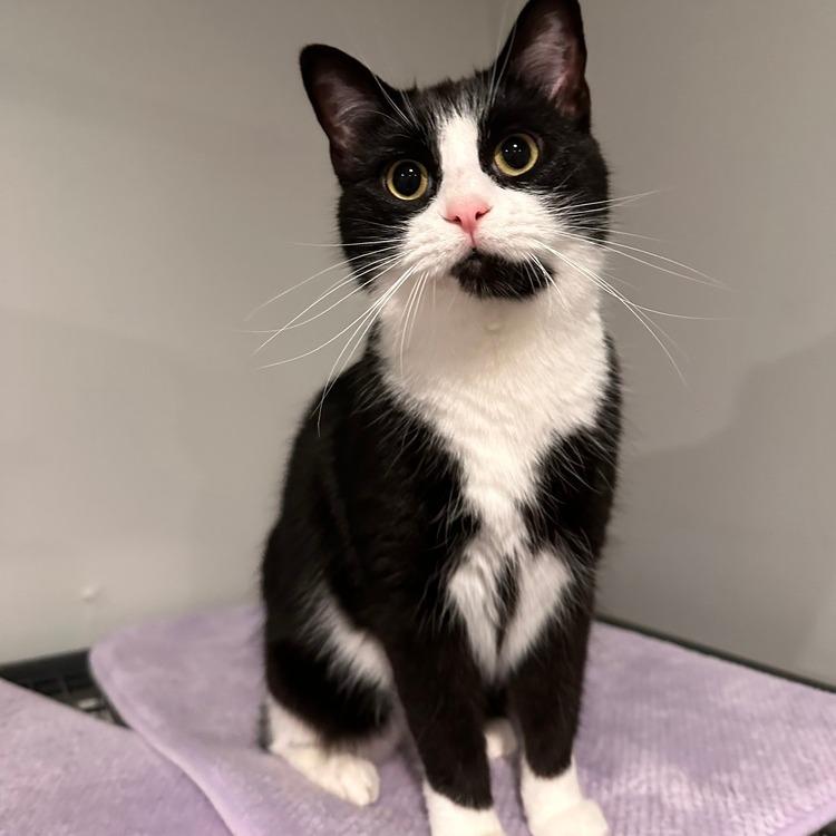 Enlarge Jiji, a Adoptable Domestic Short Hair in Greensburg, PA image 2/2