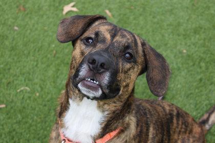 Boots, a Adoptable mixed breed in Kansas City, MO image 1/3