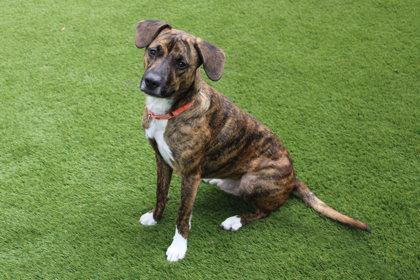 Boots, a Adoptable mixed breed in Kansas City, MO image 3/3