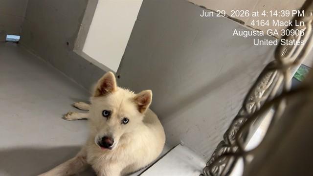 ABBY, Adoptable, Young Female Husky.