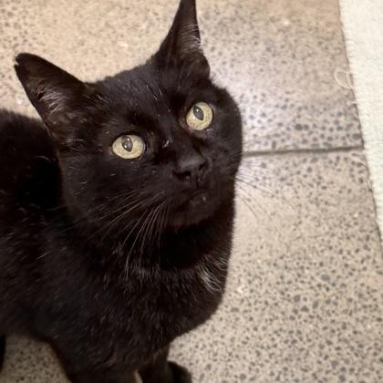 Bojack, Adoptable, Adult Male Domestic Short Hair & Domestic Short Hair.