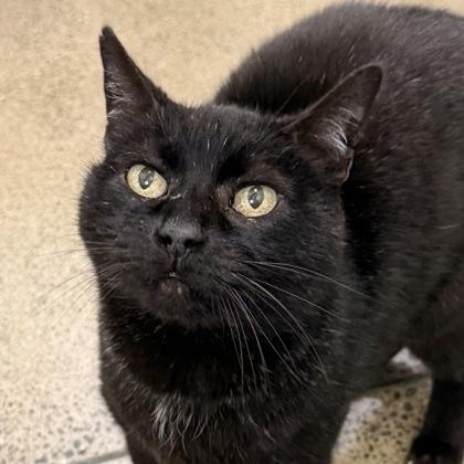 Enlarge Bojack, a Adoptable mixed breed in San Francisco, CA image 2/3