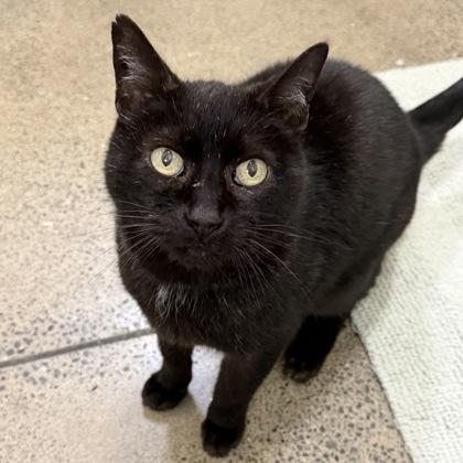 Enlarge Bojack, a Adoptable mixed breed in San Francisco, CA image 3/3