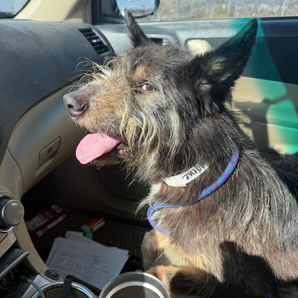 Eugene, Adoptable, Adult Male Terrier & Shepherd.