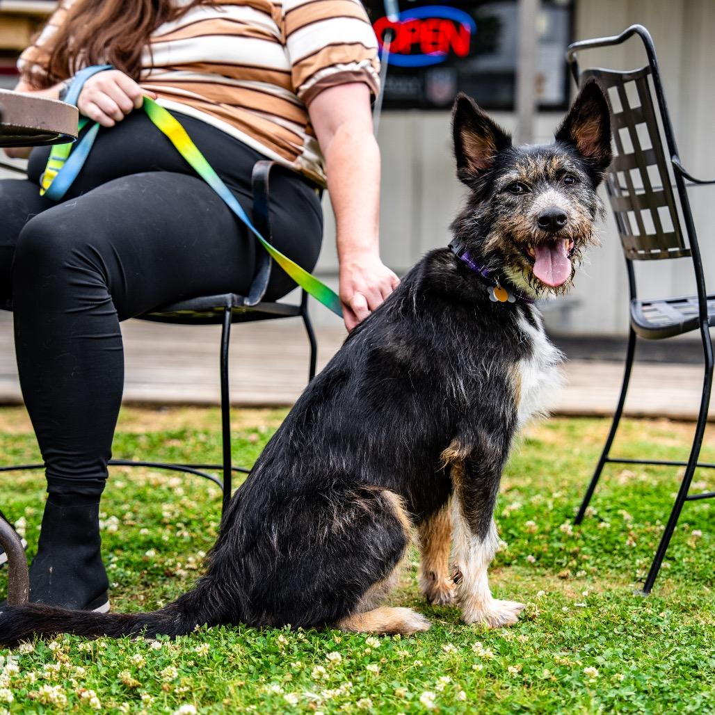 Enlarge Eugene, a Adoptable mixed breed in Bessemer, AL image 2/6