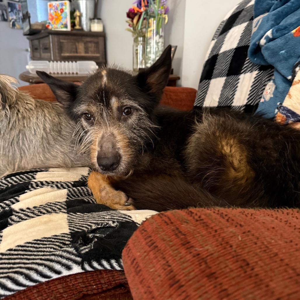 Enlarge Eugene, a Adoptable mixed breed in Bessemer, AL image 3/6