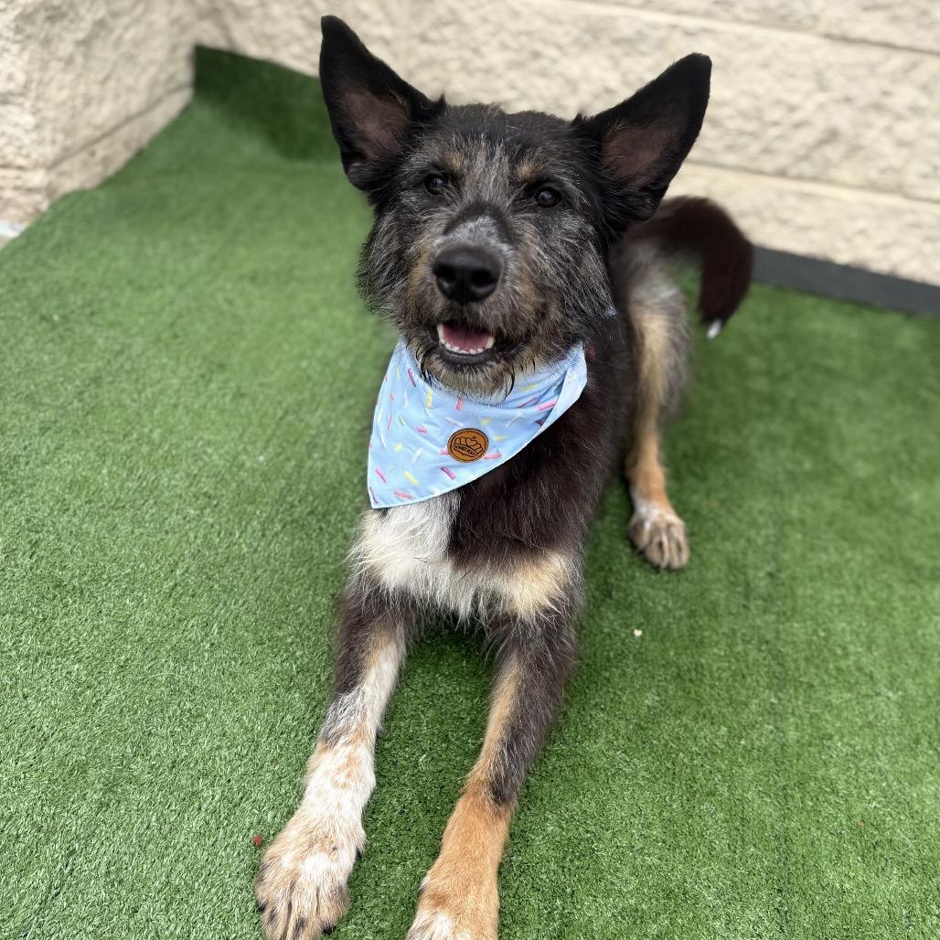 Enlarge Eugene, a Adoptable mixed breed in Bessemer, AL image 3/6