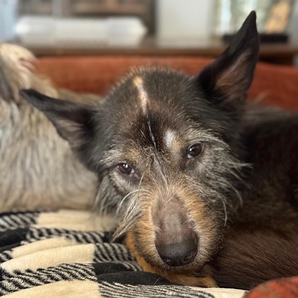 Enlarge Eugene, a Adoptable mixed breed in Bessemer, AL image 4/6