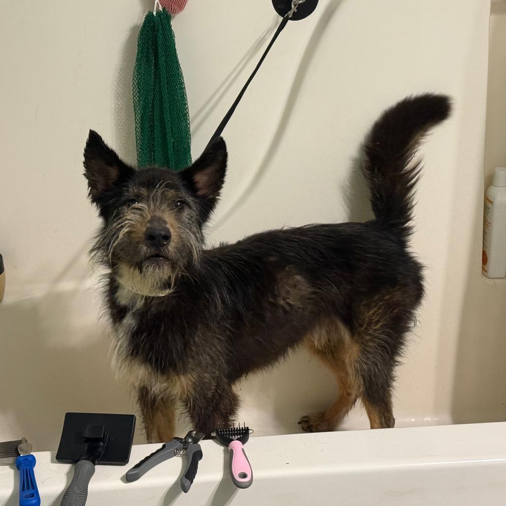 Enlarge Eugene, a Adoptable mixed breed in Bessemer, AL image 5/6