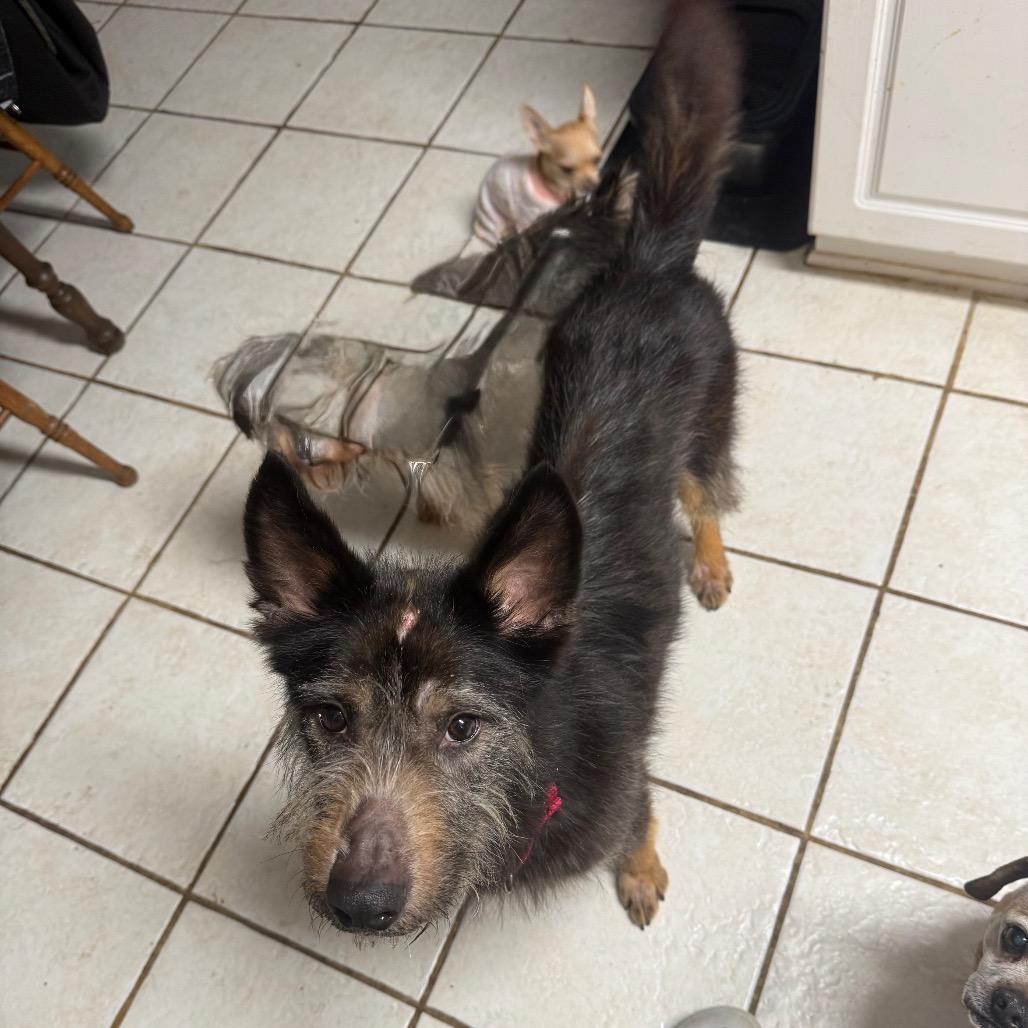 Enlarge Eugene, a Adoptable mixed breed in Bessemer, AL image 6/6