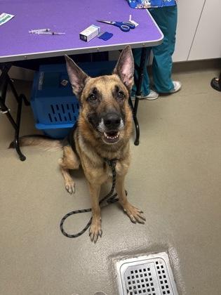 DoorDash, Adoptable, Adult Male German Shepherd Dog & Mixed Breed.