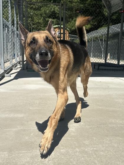 Enlarge DoorDash, a Adoptable mixed breed in King William, VA image 2/2
