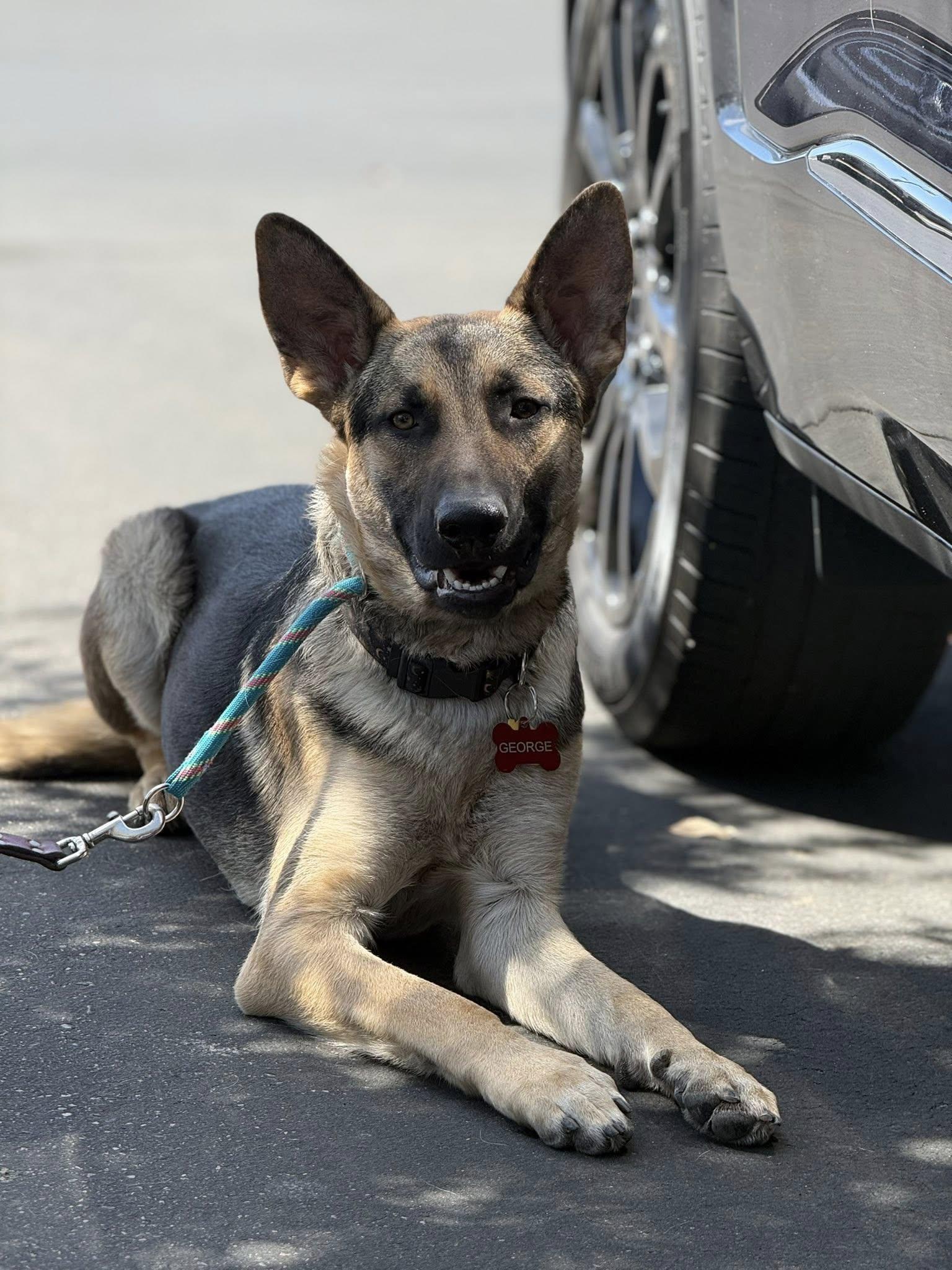 Enlarge George Strait, a ADOPTABLE mixed breed in Glendale, AZ image 5/6