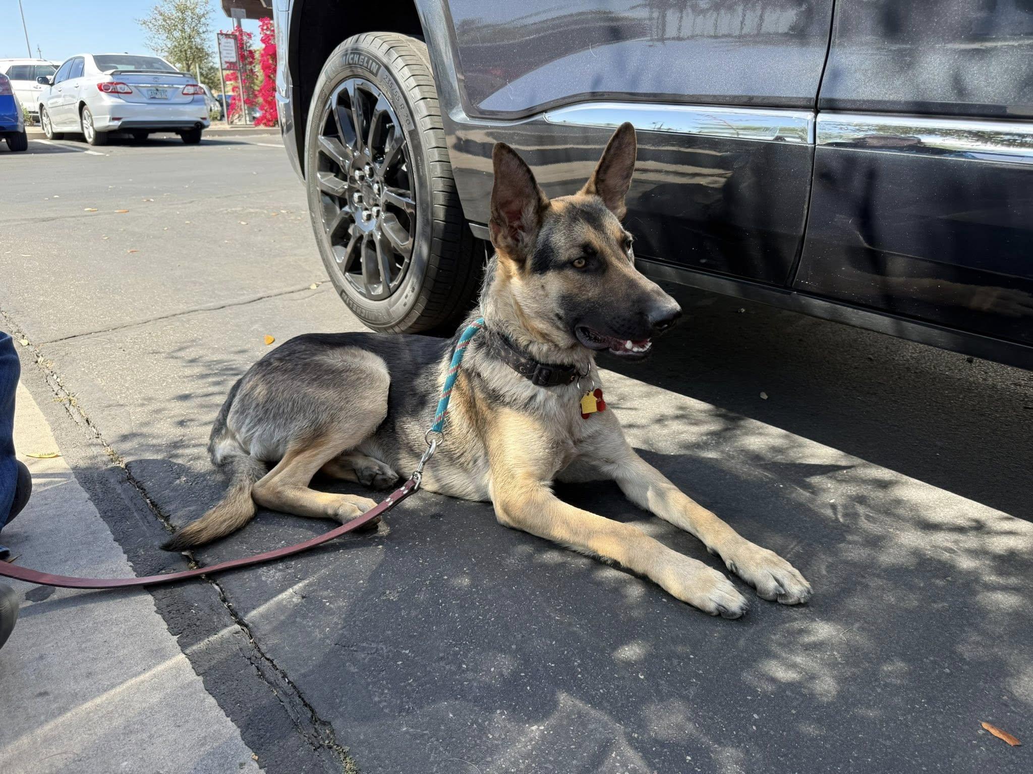 Enlarge George Strait, a ADOPTABLE mixed breed in Glendale, AZ image 2/6