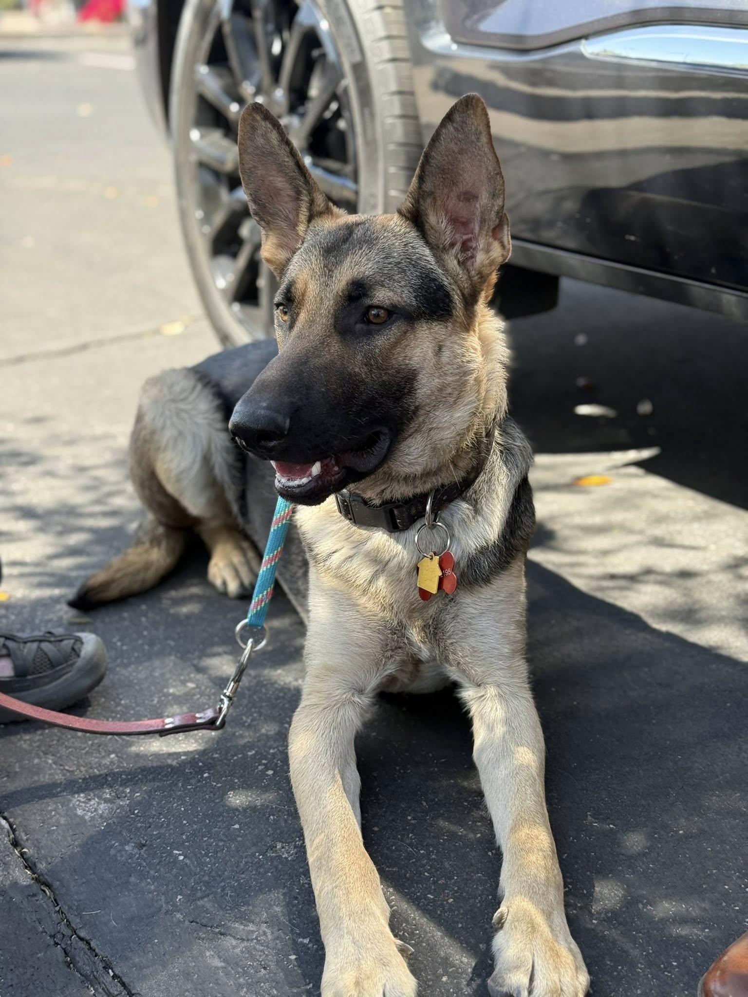 Enlarge George Strait, a ADOPTABLE mixed breed in Glendale, AZ image 6/6