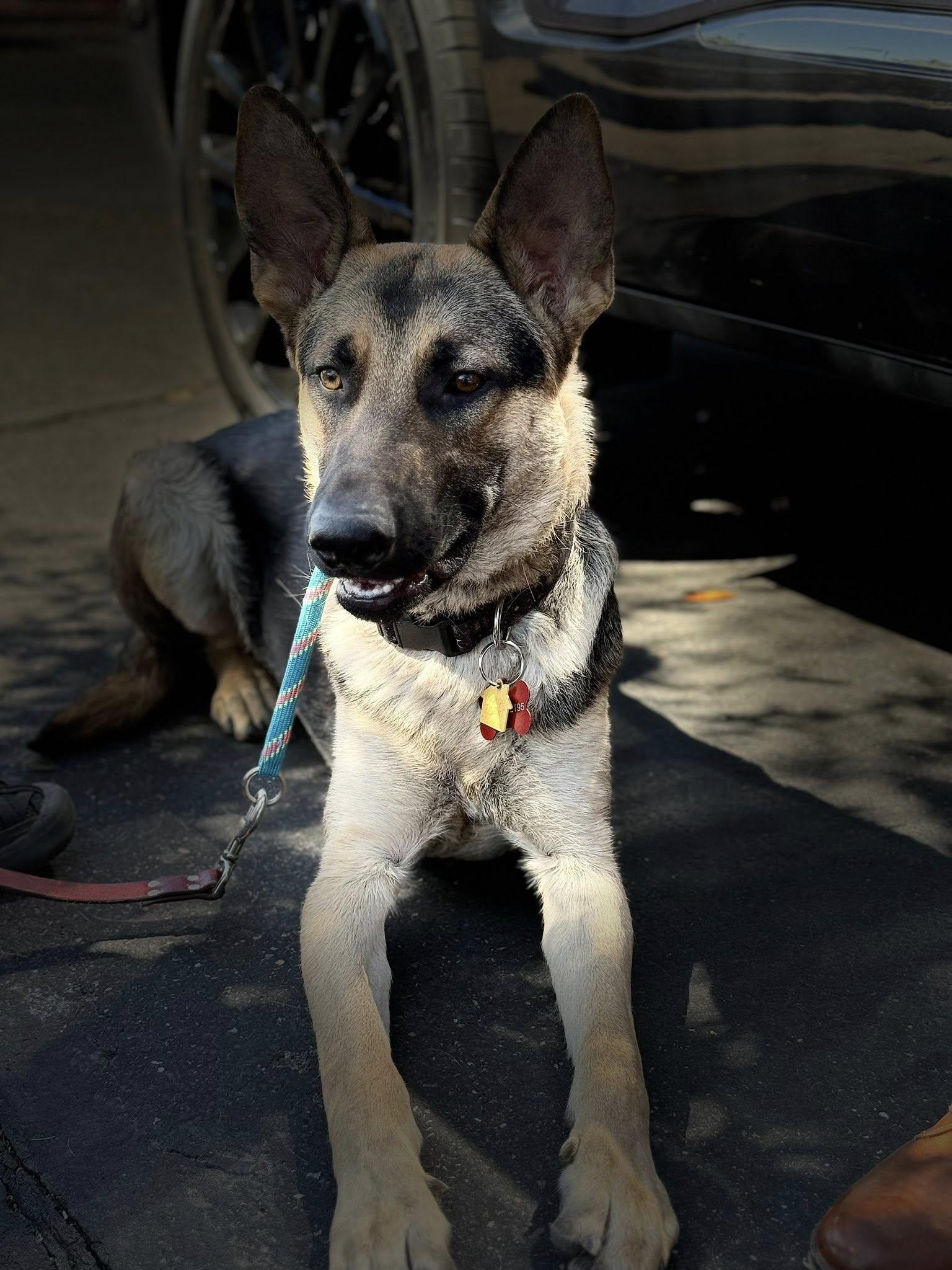 George Strait, ADOPTABLE, Young Male German Shepherd Dog.