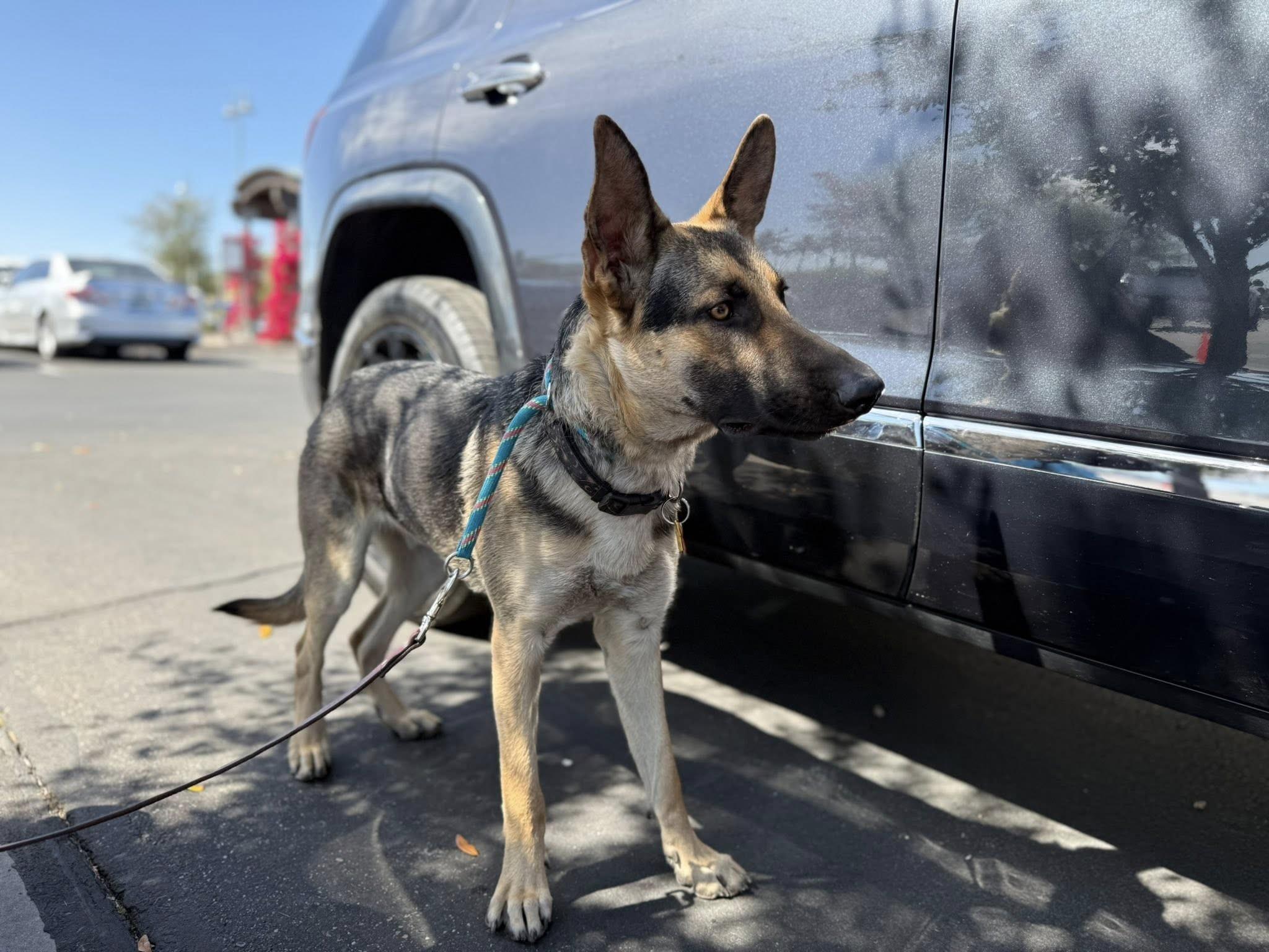Enlarge George Strait, a ADOPTABLE mixed breed in Glendale, AZ image 4/6