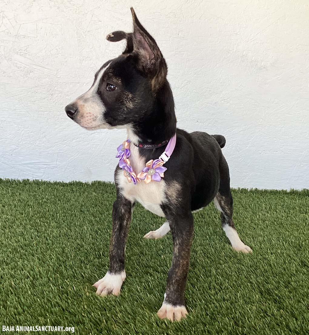 Eva, an adopted mixed breed in San Diego, CA image 3/4