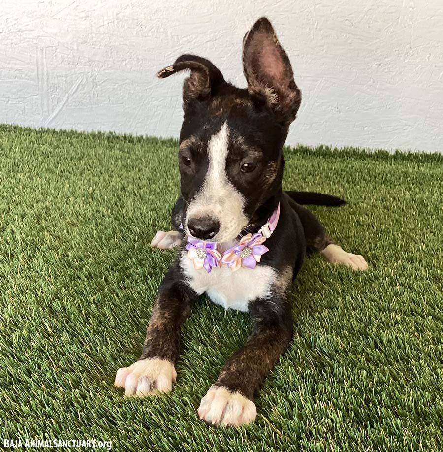 Eva, an adopted mixed breed in San Diego, CA image 4/4