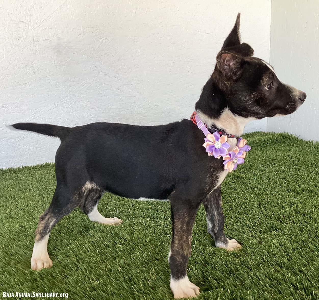 Eva, an adopted mixed breed in San Diego, CA image 2/4