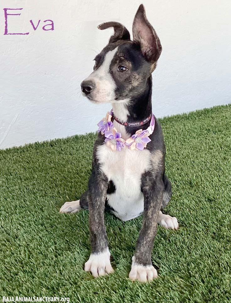 Eva, adopted, Puppy Female Rat Terrier.