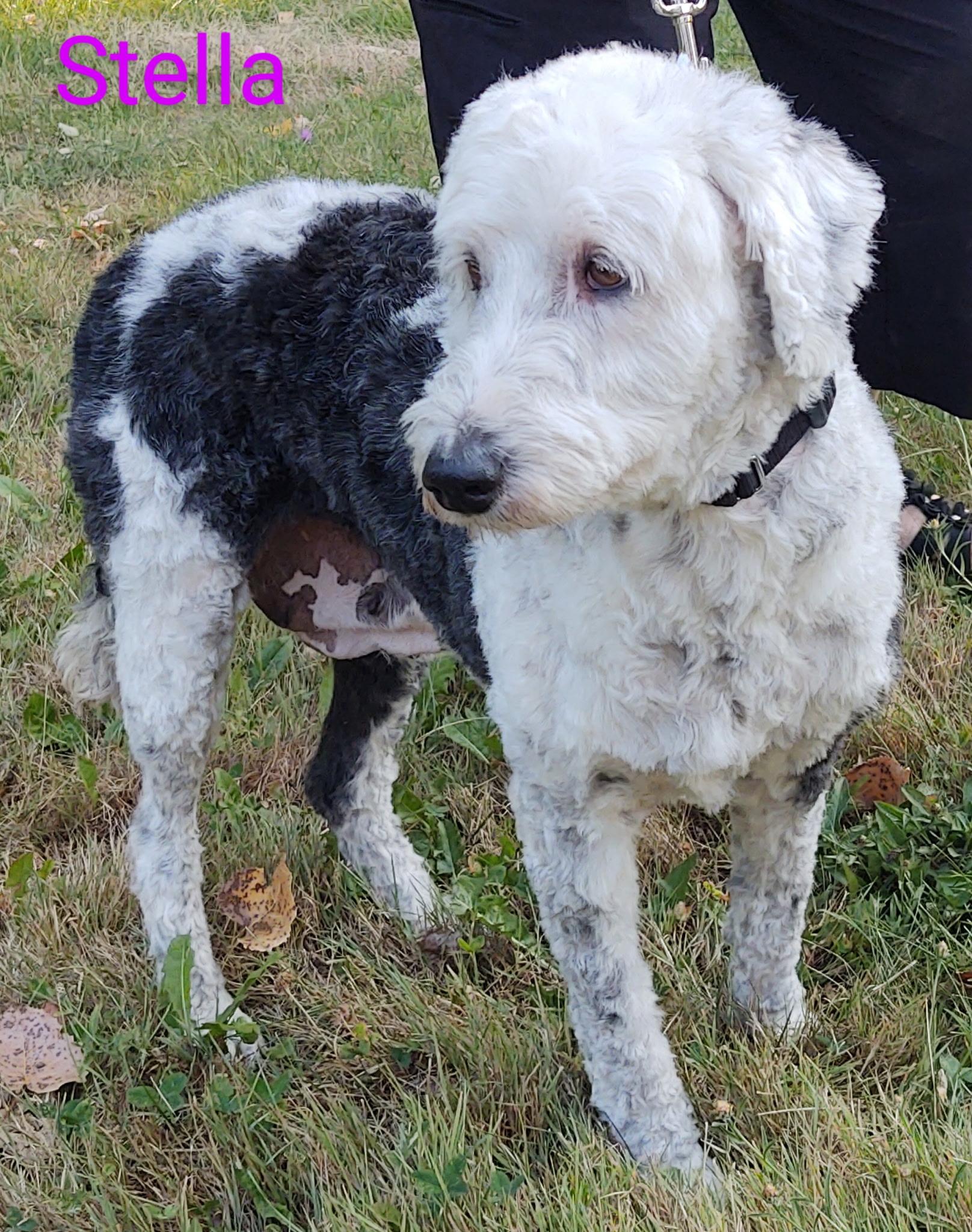 Stella, Adopted, Adult Female Old English Sheepdog & Standard Poodle.
