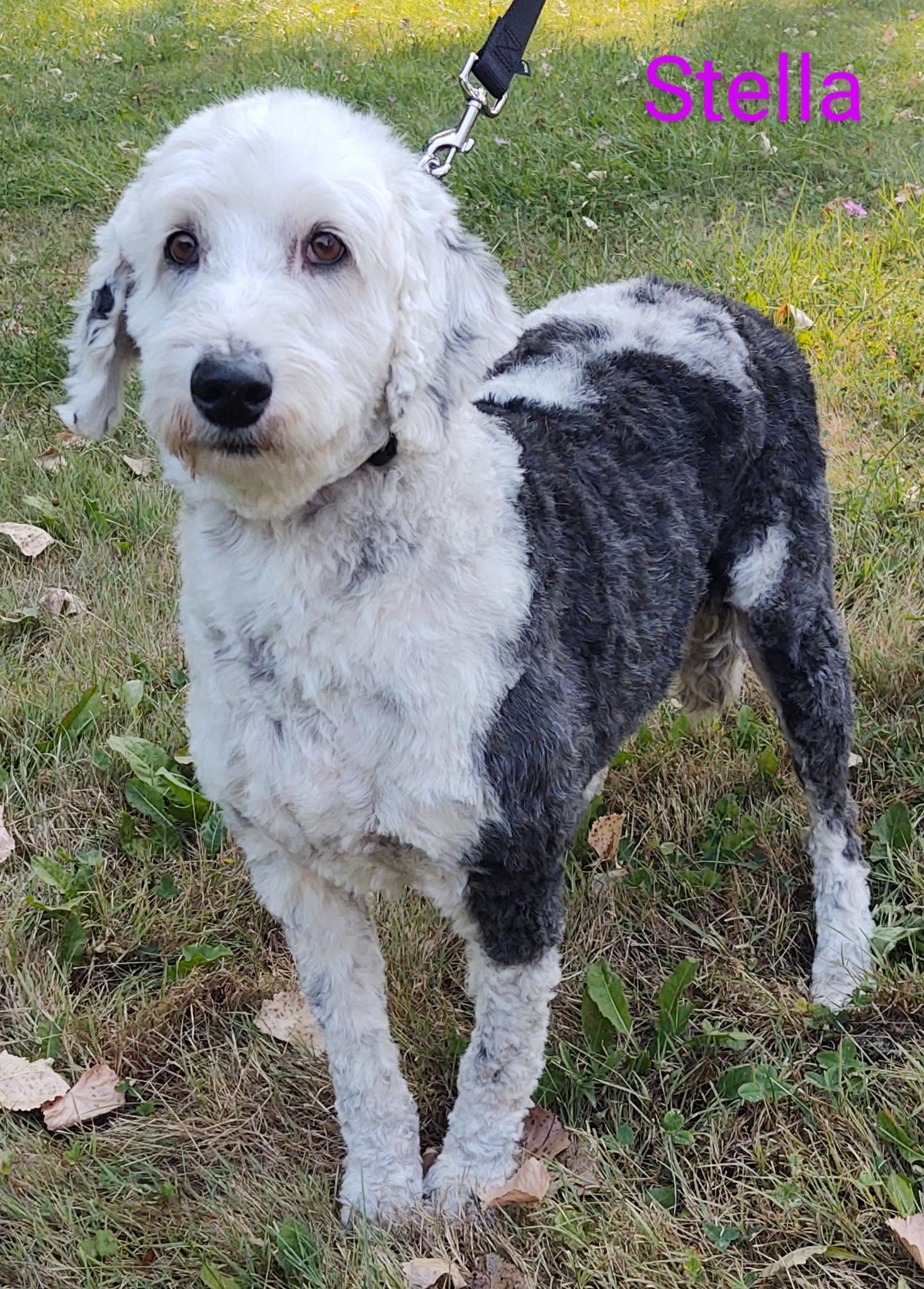 Enlarge Stella, a Adopted mixed breed in Lincoln, MA image 2/3