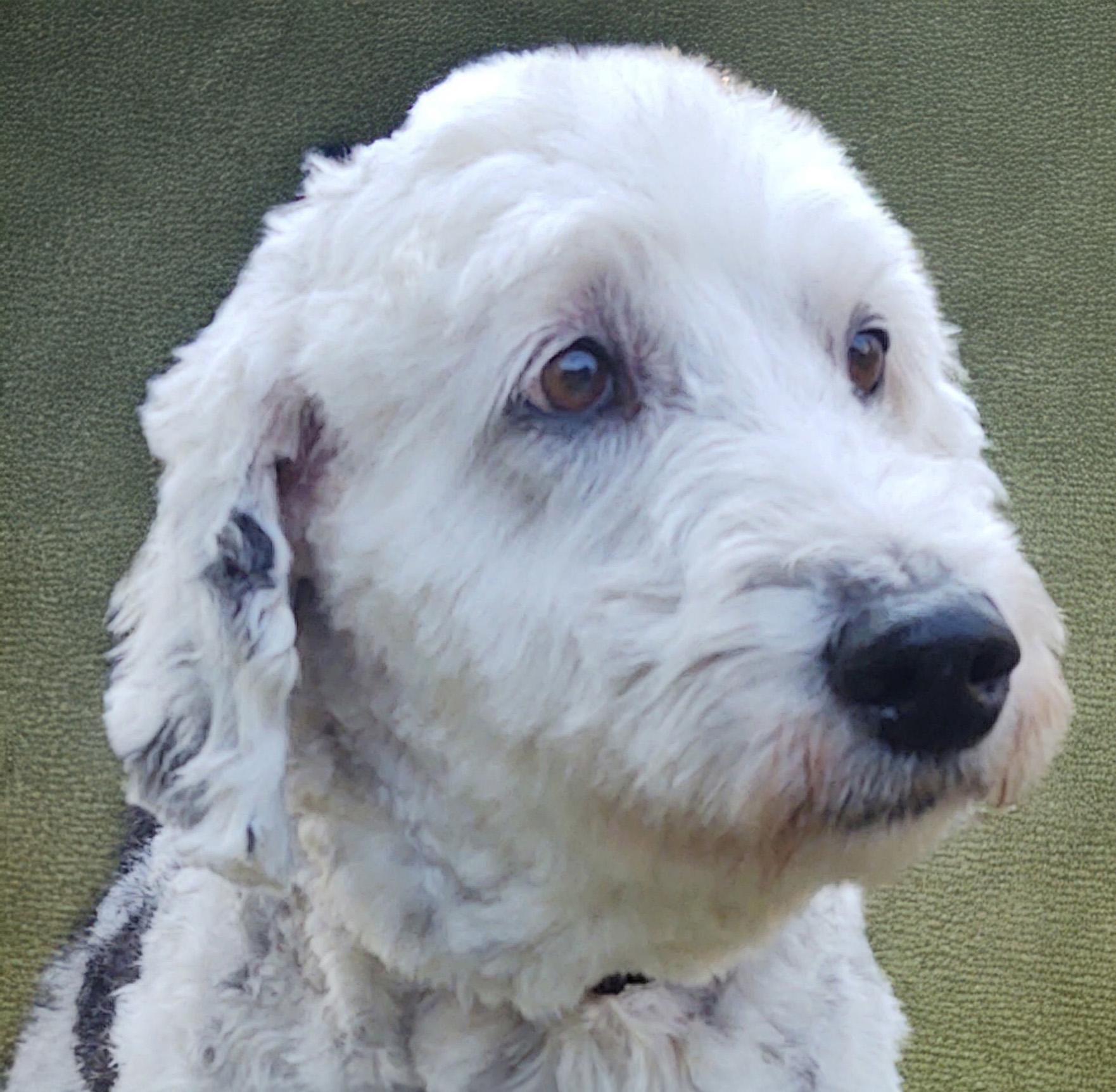 Enlarge Stella, a Adopted mixed breed in Lincoln, MA image 3/3