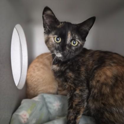 Volvox, Adoptable, Kitten Female Domestic Short Hair.