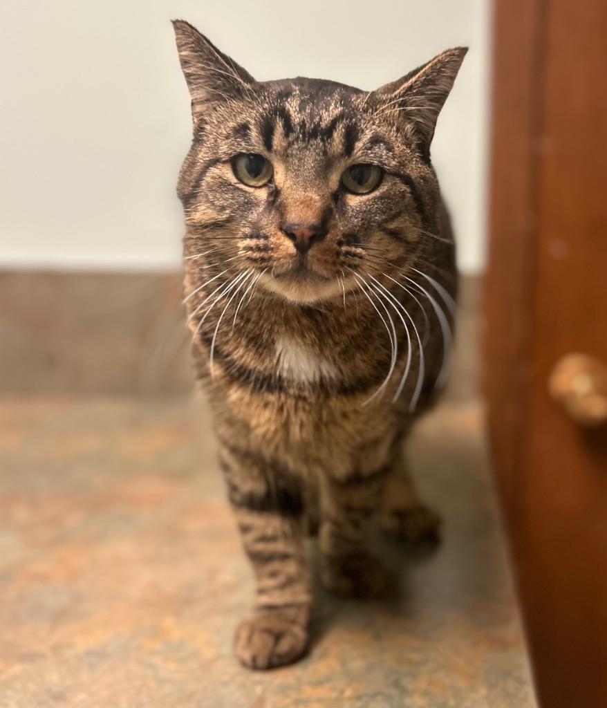Lowen, Adult Male Domestic Short Hair