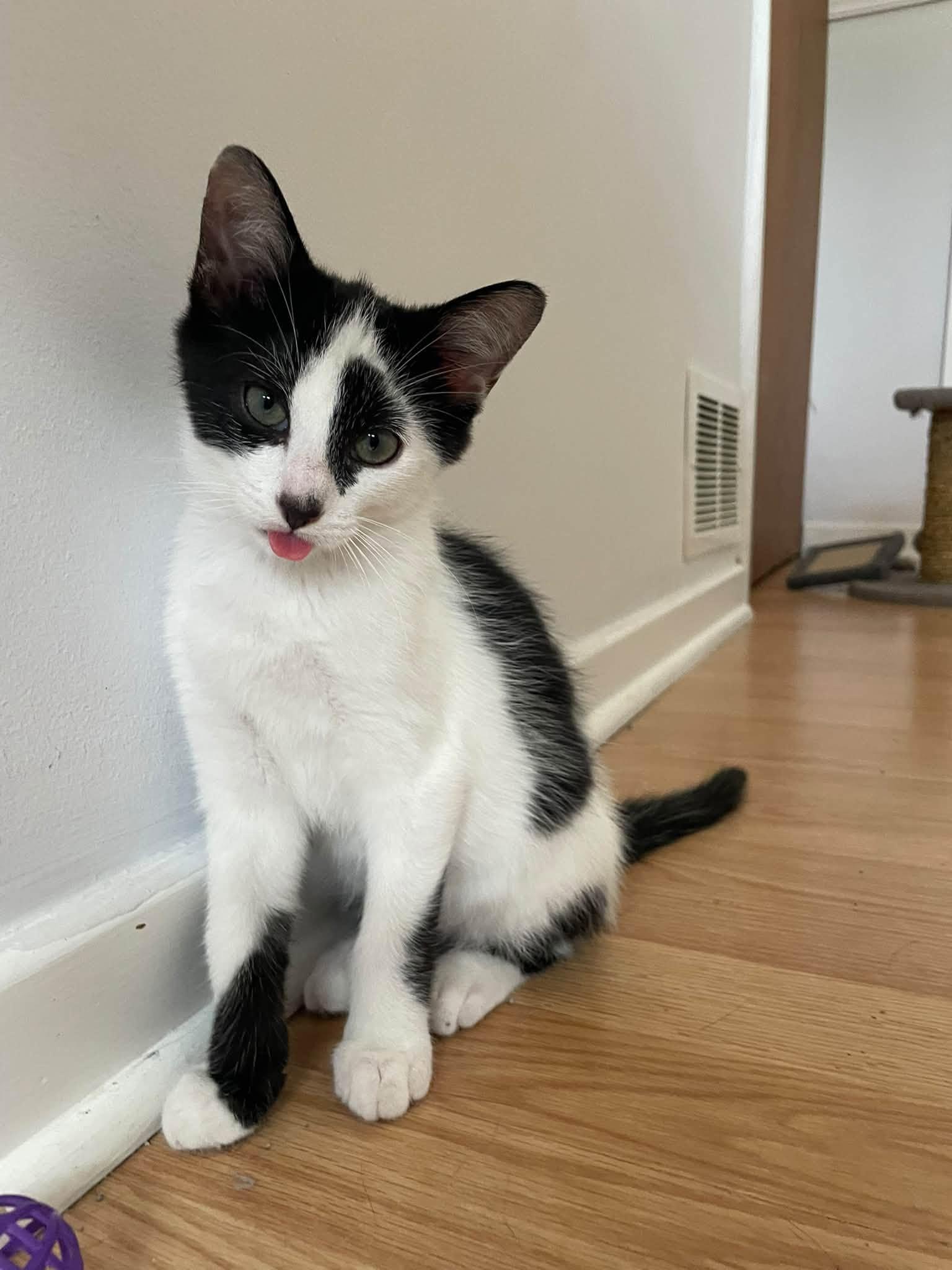 Kevin, Adoptable, Young Male Domestic Short Hair.