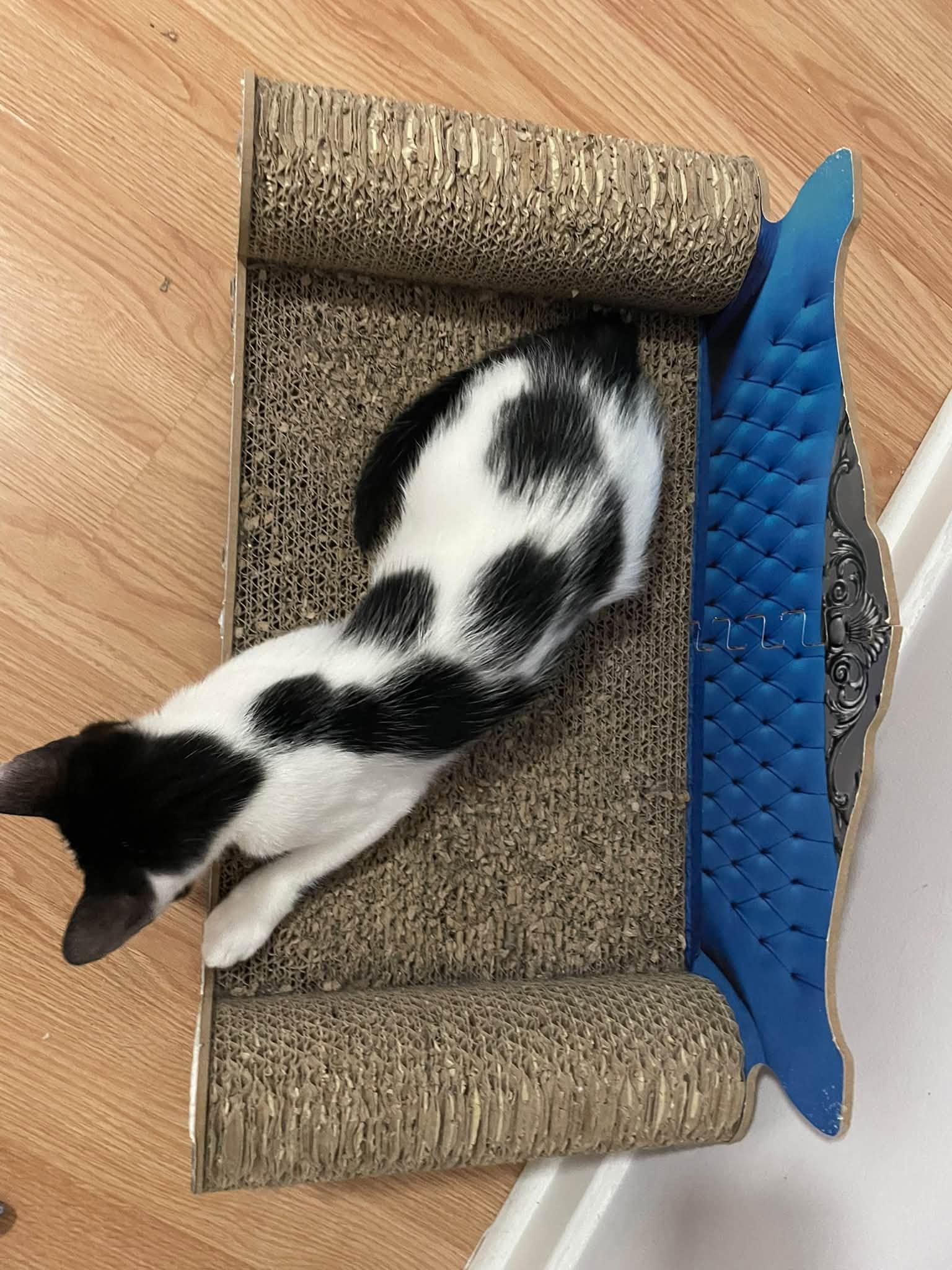 Enlarge Kevin, a Adoptable Domestic Short Hair in Orleans, ON image 2/2