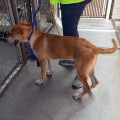 Fern, a Adoptable mixed breed in Green Valley, AZ image 3/6