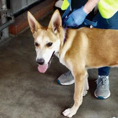 Fern, an adoptable Shepherd in Green Valley, AZ, 85614 | Photo Image 4