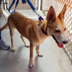 Fern, a Adoptable mixed breed in Green Valley, AZ image 5/6