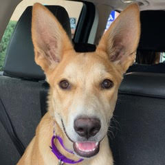 Fern, an adoptable Shepherd in Green Valley, AZ, 85614 | Photo Image 2
