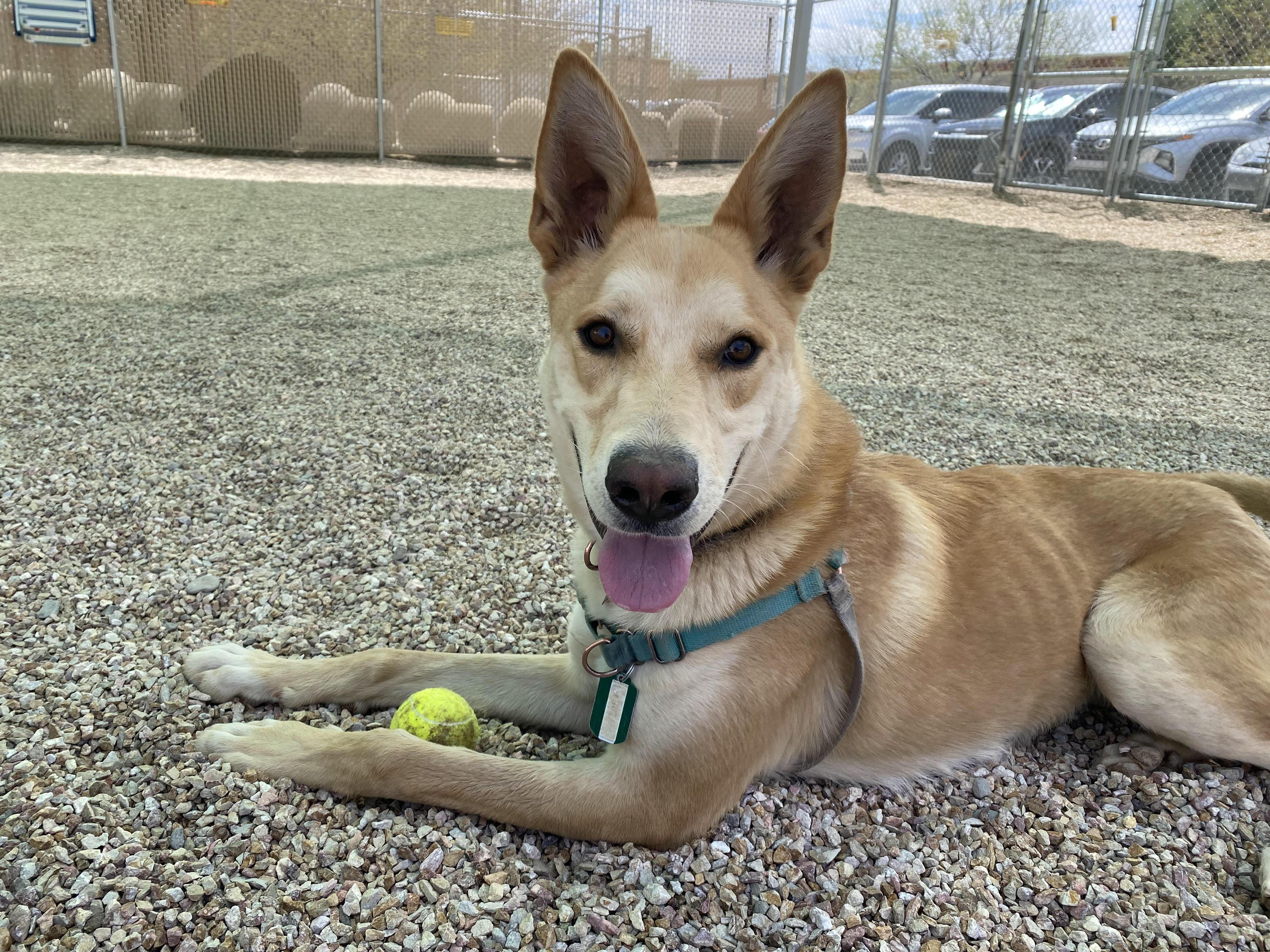 Fern, a Adoptable mixed breed in Green Valley, AZ image 1/6