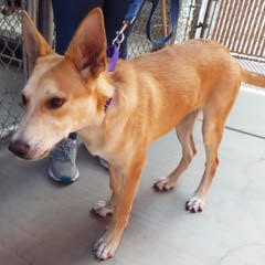 Fern, a Adoptable mixed breed in Green Valley, AZ image 6/6