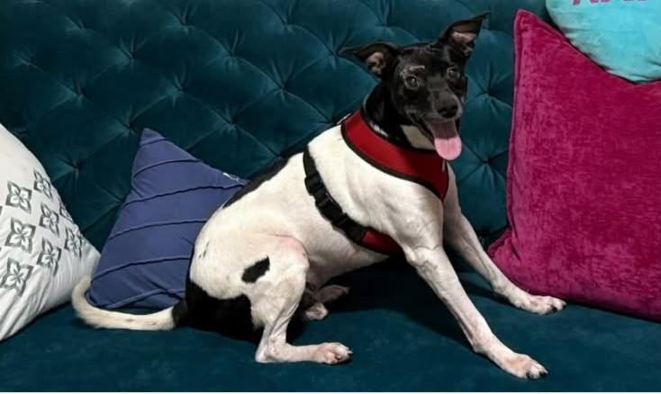 Beans, Adoptable, Adult Male Rat Terrier.