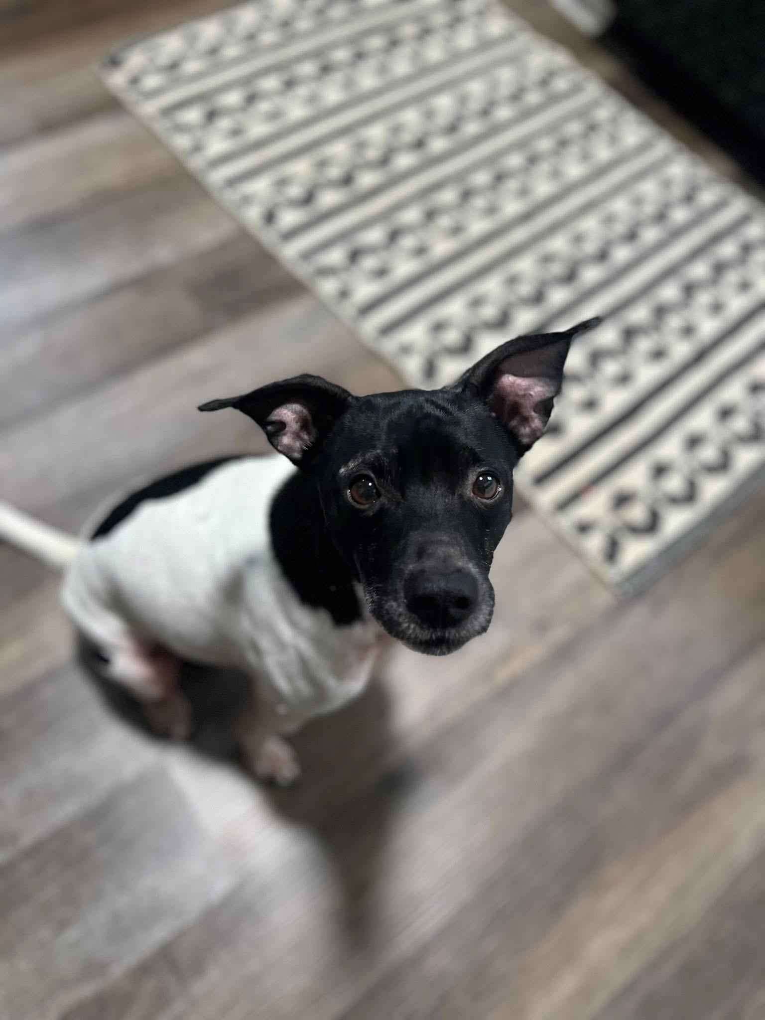 Beans, Adoptable, Adult Male Rat Terrier.