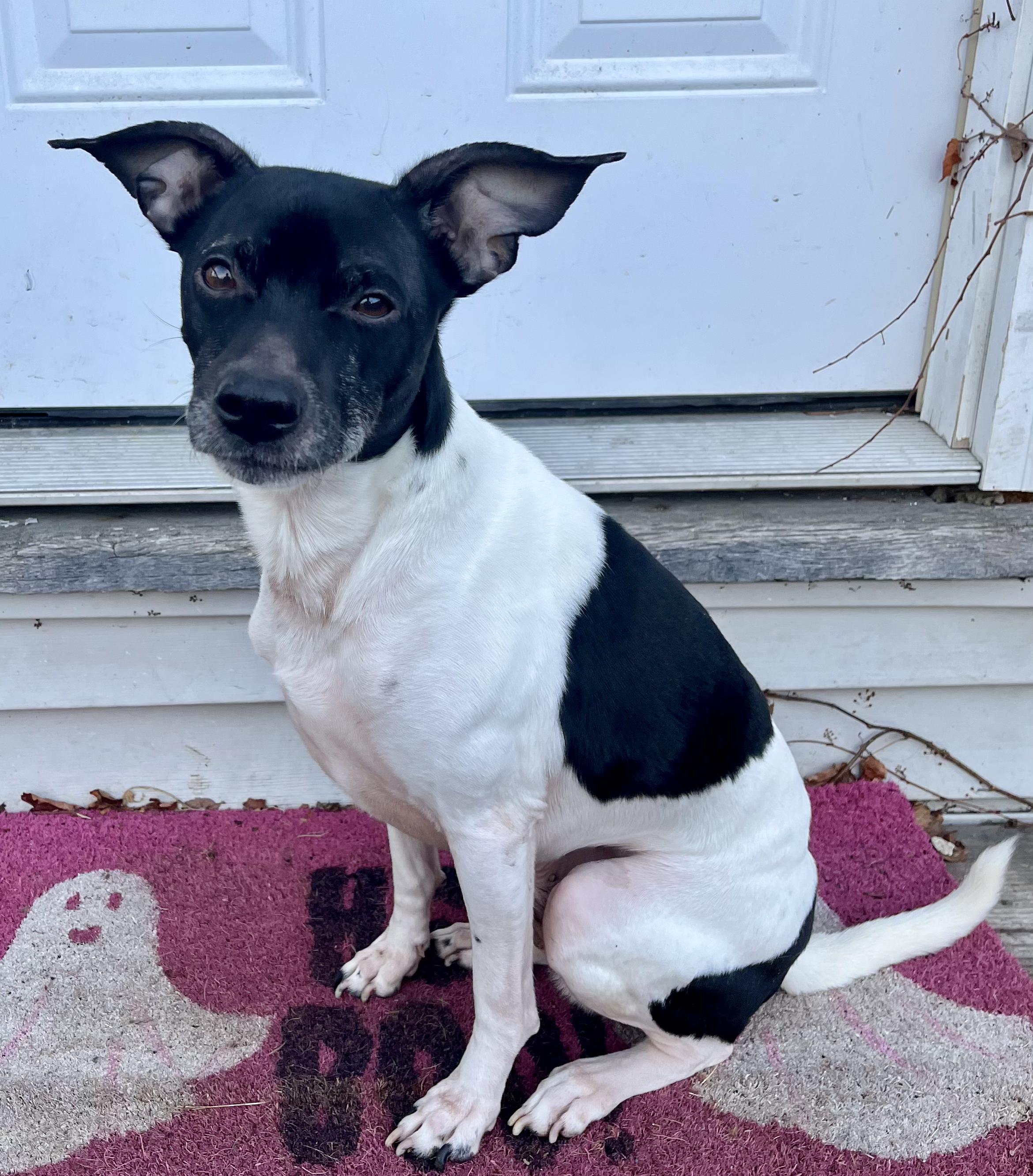 Enlarge Beans, an adoptable mixed breed in Fairview Park, OH image 2/3